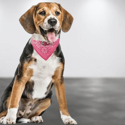 Collier Pour Chien - NewCatDogScarf™ - Rose - Reve de chienlecoledeschats14:1052Rose;200007763:201336100;5:361386M - suit 7 - 15kgRoseM - 7 - 15kgCollier Pour Chien - NewCatDogScarf™ - Rose