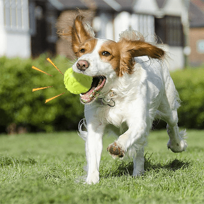 Balle pour Chien - DogChewToys™ - Jaune - Reve de chienlecoledeschats14:366yellowJauneBalle pour Chien - DogChewToys™ - Jaune