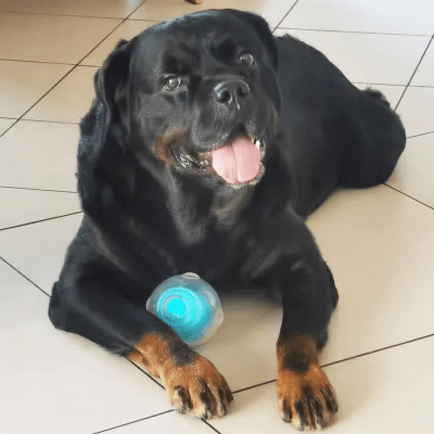 Balle pour Chien - DogSqueakerBall™ - Bleu - Reve de chienlecoledeschats14:691L Size - 60031B 8.9cm;5:361386Choose Size ColorBleuBalle pour Chien - DogSqueakerBall™ - Bleu