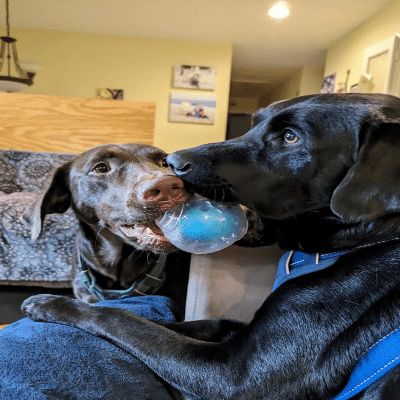 Balle pour Chien - DogSqueakerBall™ - Bleu - Reve de chienlecoledeschats14:691L Size - 60031B 8.9cm;5:361386Choose Size ColorBleuBalle pour Chien - DogSqueakerBall™ - Bleu