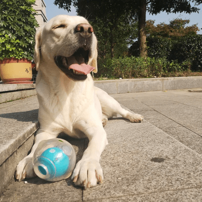 Balle pour Chien - DogSqueakerBall™ - Bleu - Reve de chienlecoledeschats14:691L Size - 60031B 8.9cm;5:361386Choose Size ColorBleuBalle pour Chien - DogSqueakerBall™ - Bleu
