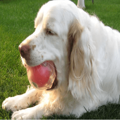 Balle pour Chien - DogSqueakerBall™ - Rouge - Reve de chienlecoledeschats14:10M Size - 60111R 6.4cm;5:361386Choose Size ColorRougeBalle pour Chien - DogSqueakerBall™ - Rouge