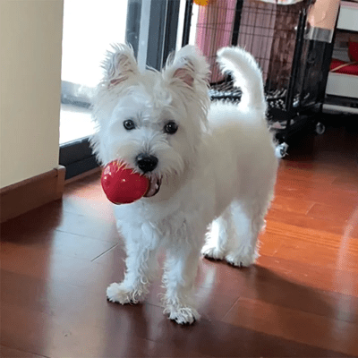 Balle pour Chien - DogSqueakerBall™ - Rouge - Reve de chienlecoledeschats14:10M Size - 60111R 6.4cm;5:361386Choose Size ColorRougeBalle pour Chien - DogSqueakerBall™ - Rouge