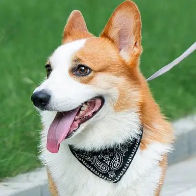 Collier Pour Chien - NewCatDogScarf™ - Noir - Reve de chienlecoledeschats14:193Black;200007763:201336100;5:361386M - suit 7 - 15kgNoirM - 7 - 15kgCollier Pour Chien - NewCatDogScarf™ - Noir