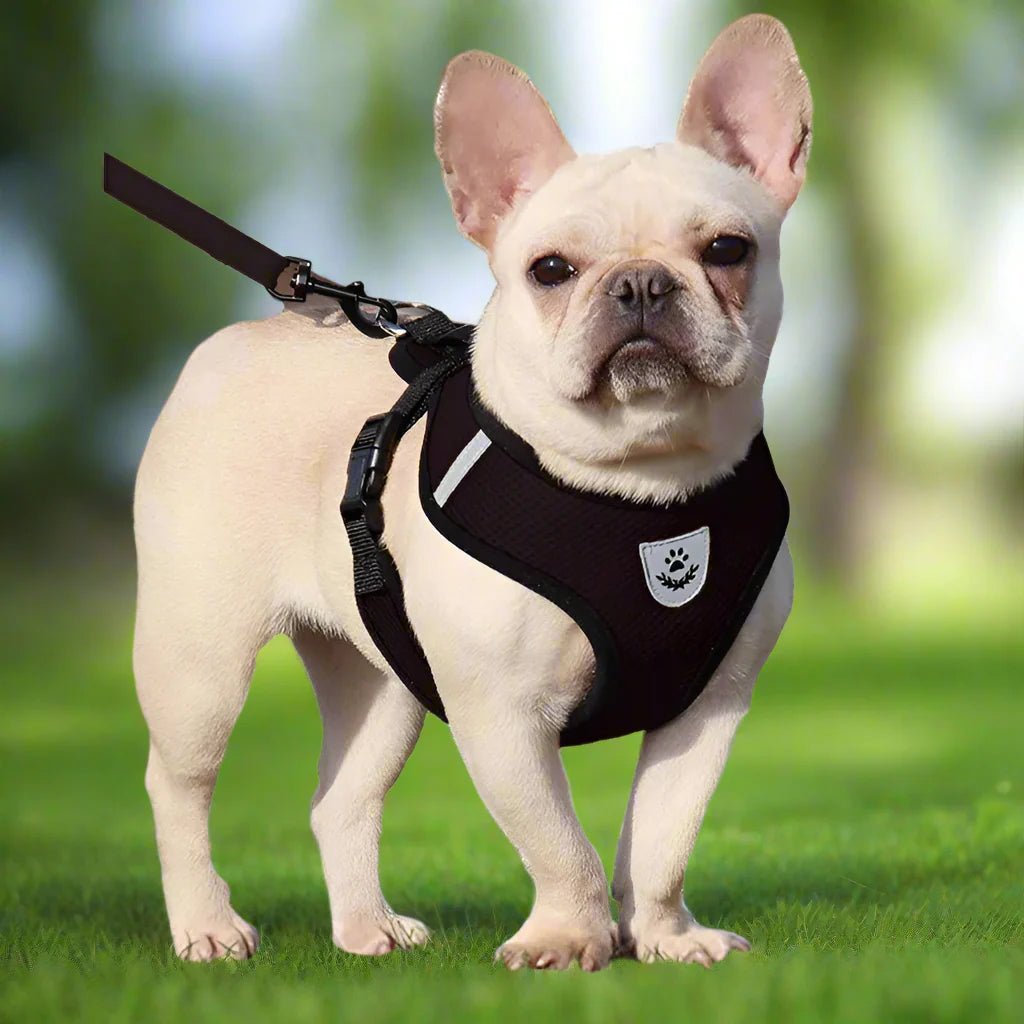 Harnais Petit Chien - DogHarnessLeadLeash™ - Noir - Reve de chienlecoledeschats14:193;5:361386NoirMHarnais Petit Chien - DogHarnessLeadLeash™ - Noir